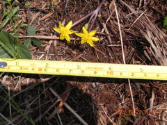 Hypoxis acuminata