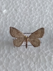 Cyclophora pendularia