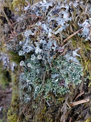 Cladonia cyathomorpha