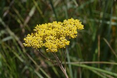 Helichrysum nudifolium