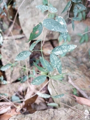 Acanthocheila visenda