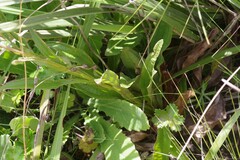 Helichrysum nudifolium