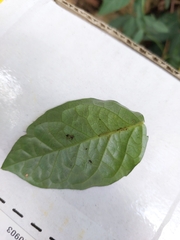 Acanthocheila visenda