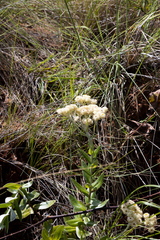 Helichrysum appendiculatum