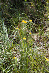 Helichrysum auriceps