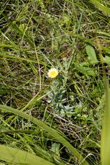 Helichrysum herbaceum