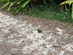 Chalcophaps longirostris