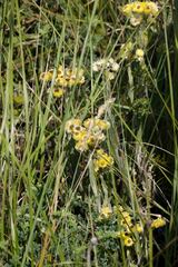 Helichrysum longifolium