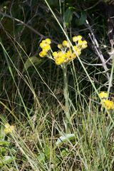 Helichrysum longifolium