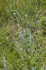 Helichrysum pannosum