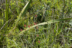 Indigastrum fastigiatum