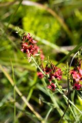 Indigastrum fastigiatum