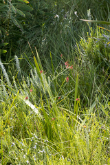 Indigastrum fastigiatum