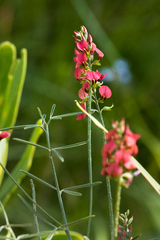 Indigastrum fastigiatum