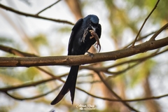 Dicrurus macrocercus