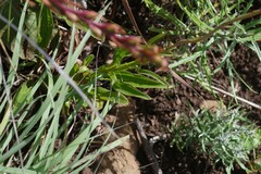 Helichrysum nudifolium