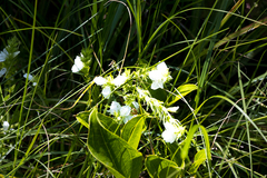 Isoglossa ovata