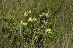 Lasiosiphon anthylloides