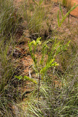 Lasiosiphon triplinervis