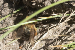 Andrena scotica
