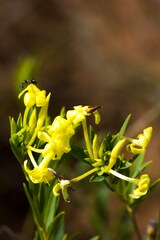 Lasiosiphon triplinervis