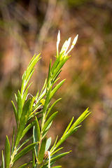 Lasiosiphon triplinervis