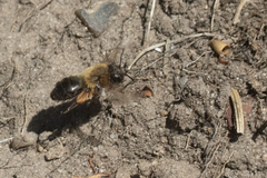 Andrena scotica