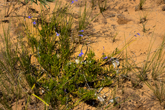 Lobelia tomentosa