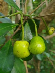 Pittosporaceae