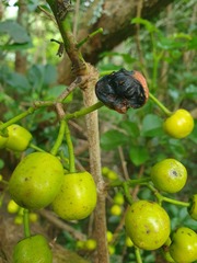 Pittosporaceae