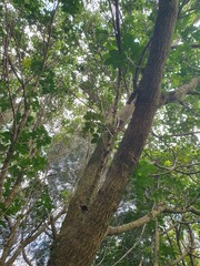 Pittosporaceae