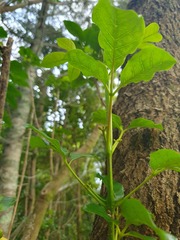 Pittosporaceae