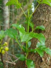 Pittosporaceae