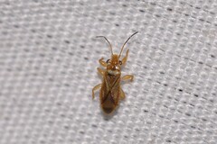 Thaumastocoridae