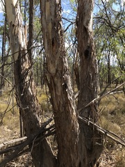 Eucalyptus chloroclada