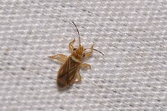 Thaumastocoridae