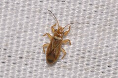 Thaumastocoridae