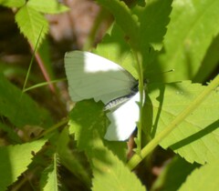 Pieris oleracea