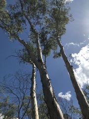 Eucalyptus chloroclada