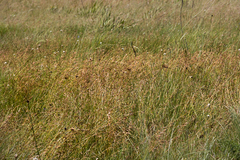 Monocymbium ceresiiforme