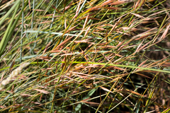 Monocymbium ceresiiforme