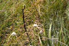 Monocymbium ceresiiforme