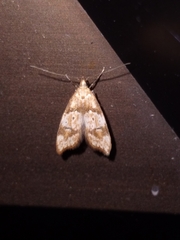 Gymnobathra hamatella