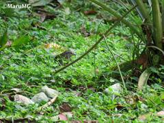 Arremonops chloronotus