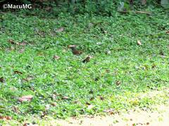 Arremonops chloronotus