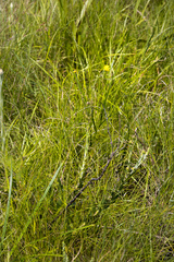 Osteospermum imbricatum