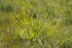 Osteospermum imbricatum