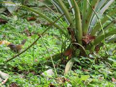 Arremonops chloronotus