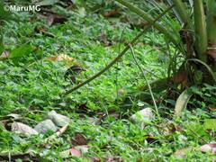 Arremonops chloronotus