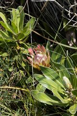 Protea roupelliae